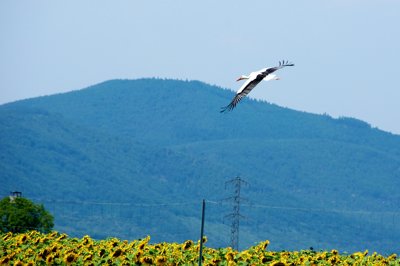 A good news _4971738408_l.jpg